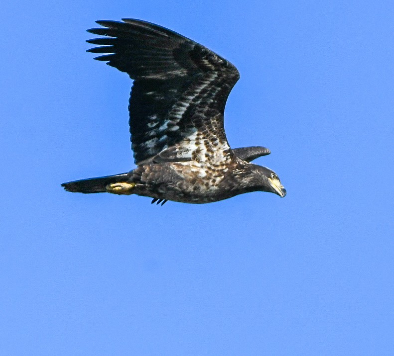 Bald Eagle - ML644470878