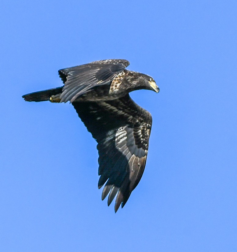 Bald Eagle - ML644470879