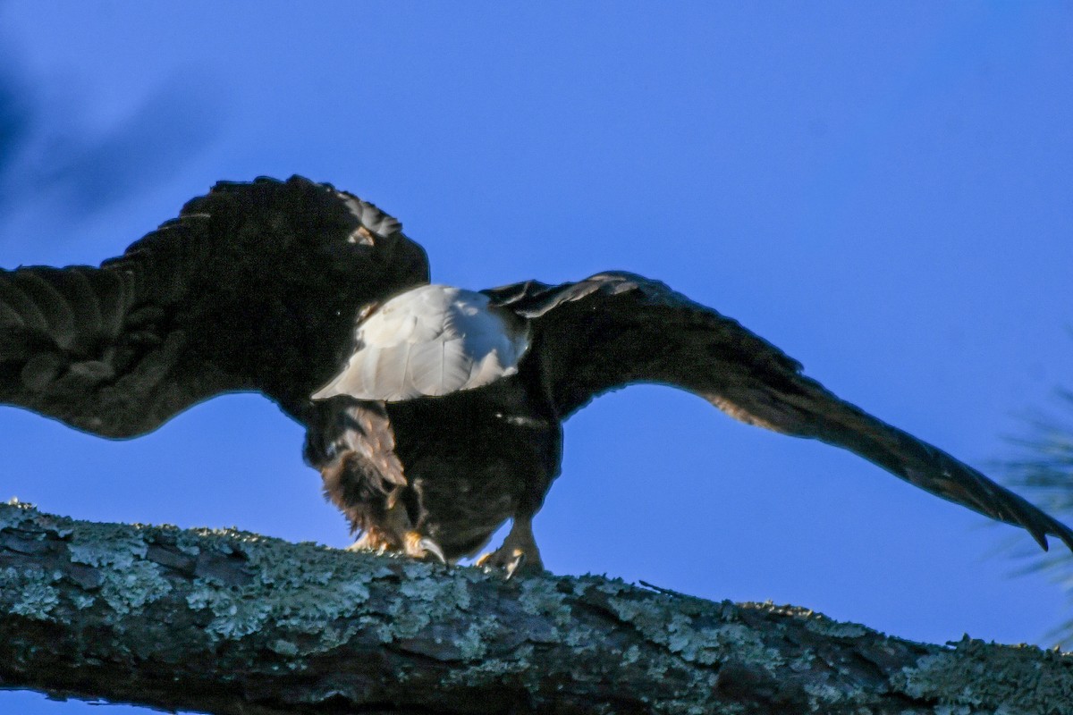 Bald Eagle - ML644470880