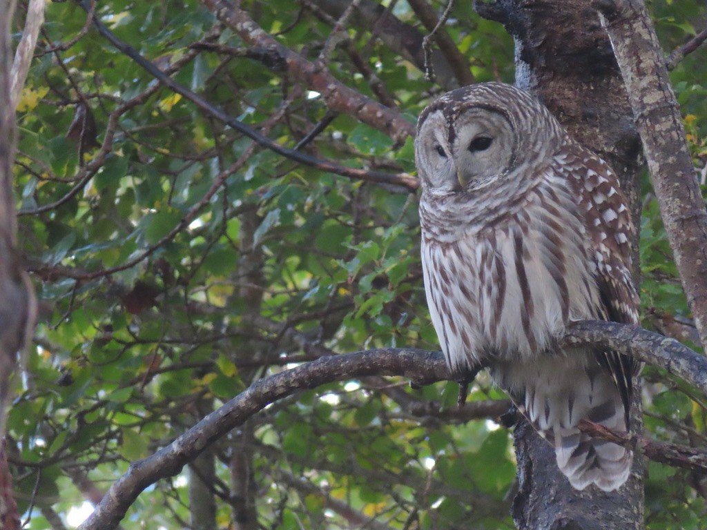 Barred Owl - ML644470881