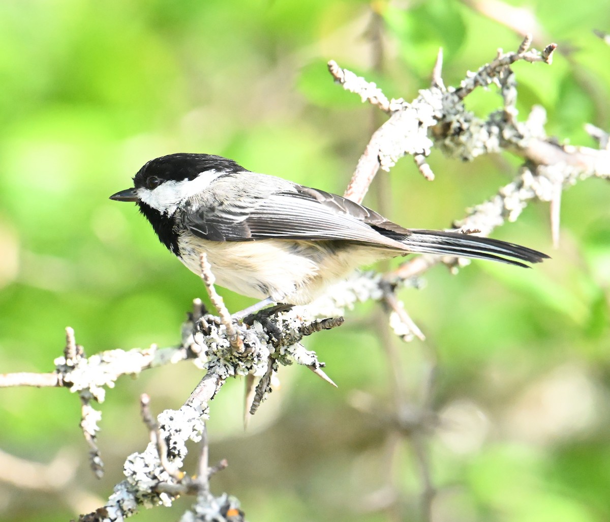 Black-capped Chickadee - ML644470882