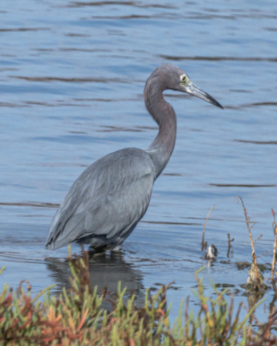 Little Blue Heron - ML644470883
