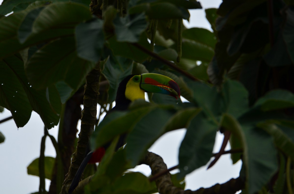 Радужный тукан - ML644470887