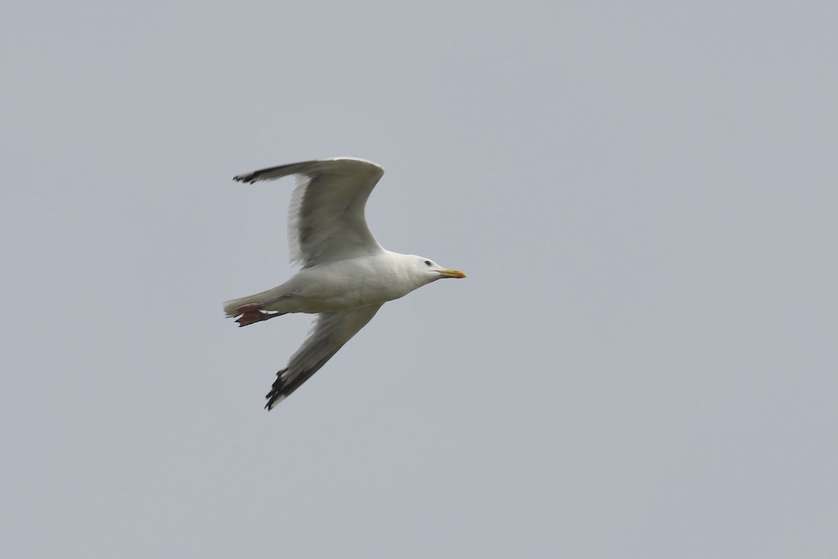 japanmåke - ML644470888