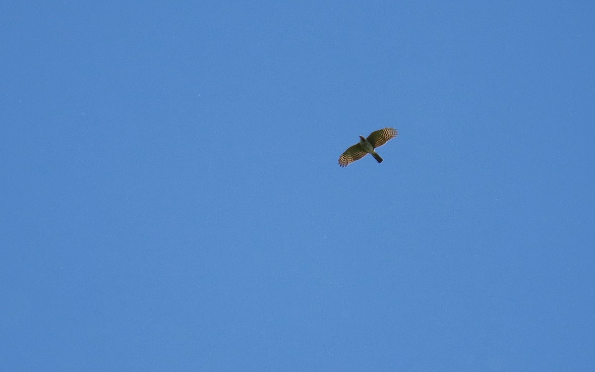 Sharp-shinned Hawk - ML644470889