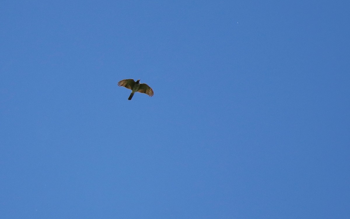 Sharp-shinned Hawk - ML644470890