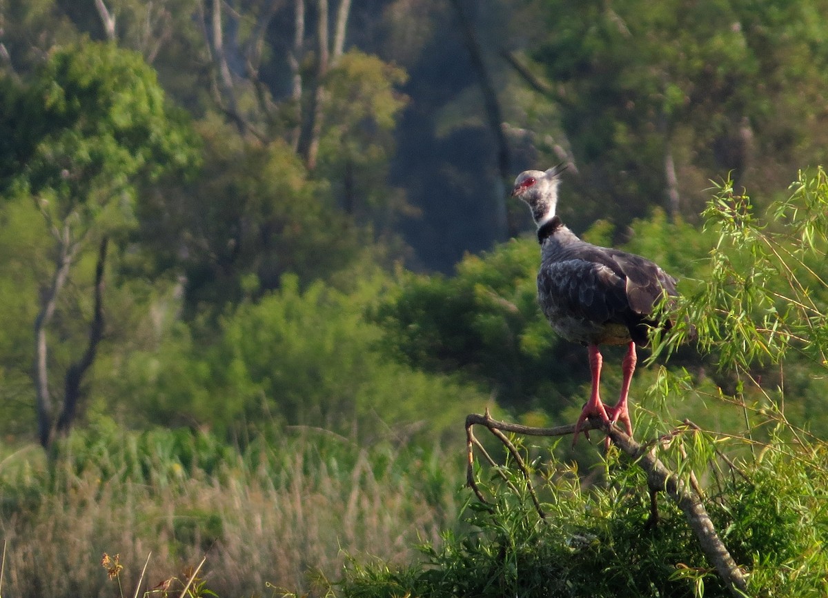 Southern Screamer - ML644470905