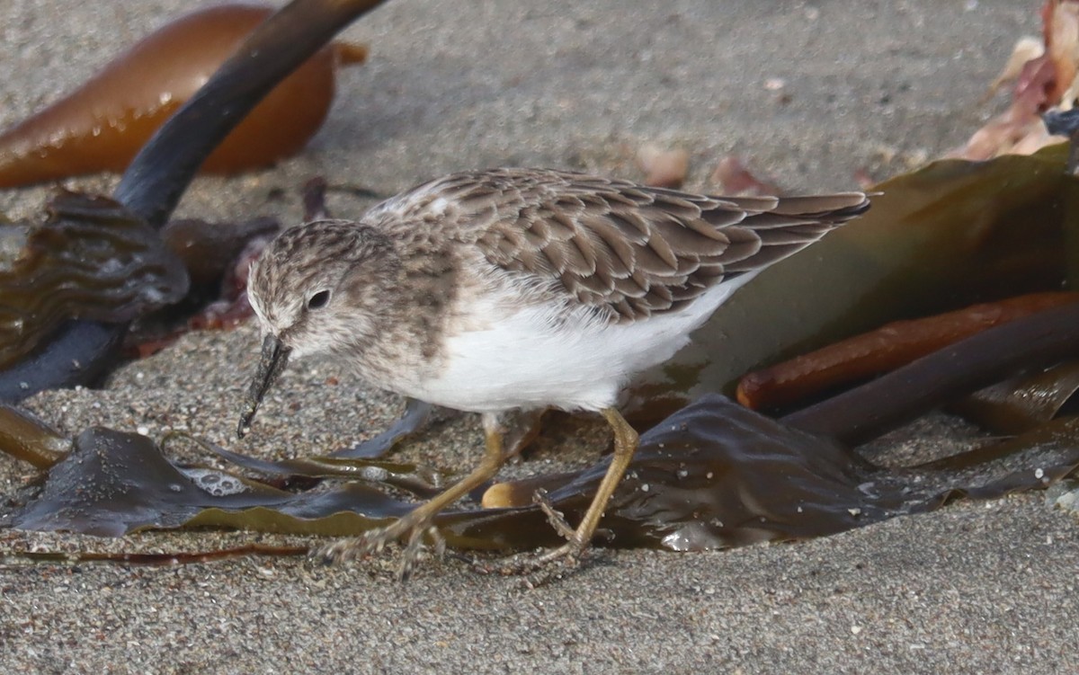 アメリカヒバリシギ - ML644470908