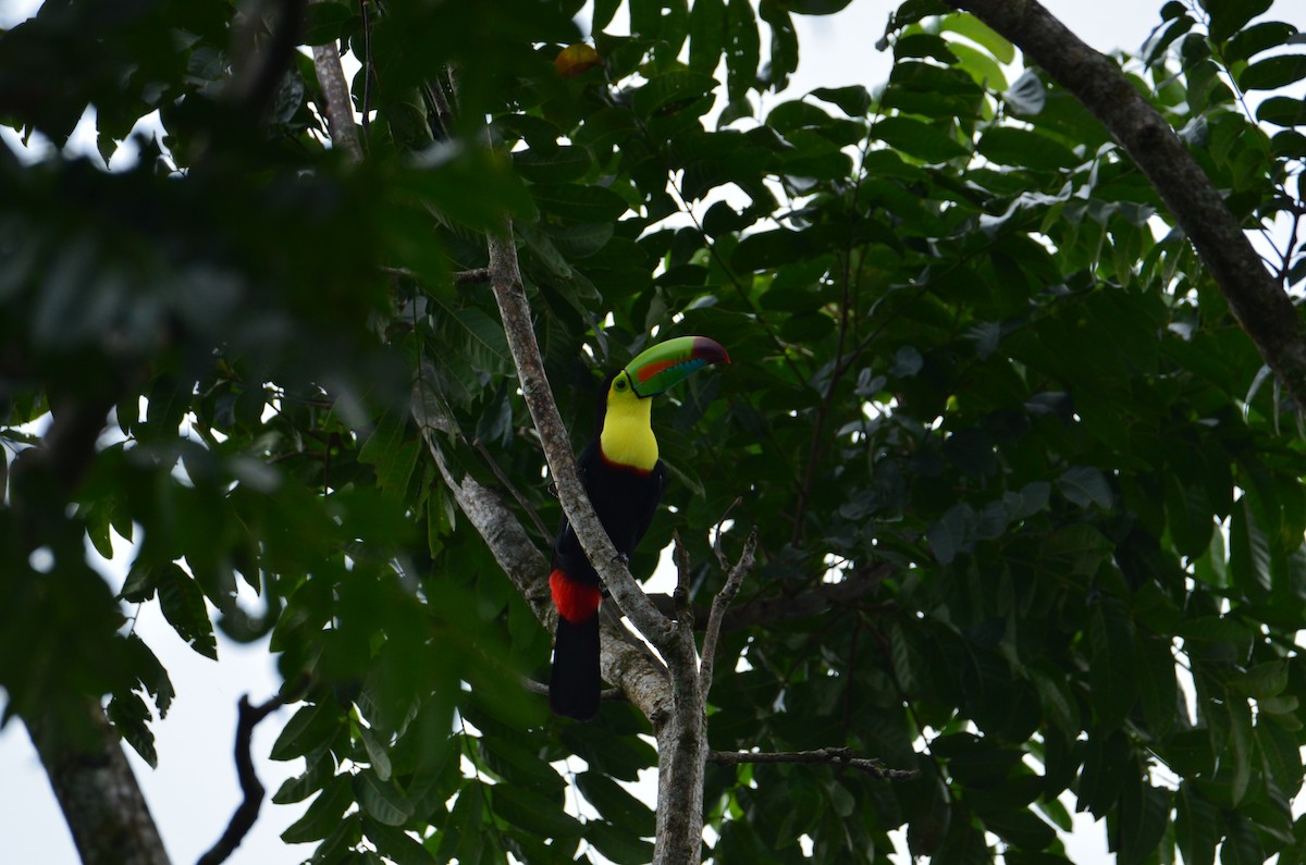 Радужный тукан - ML644470921