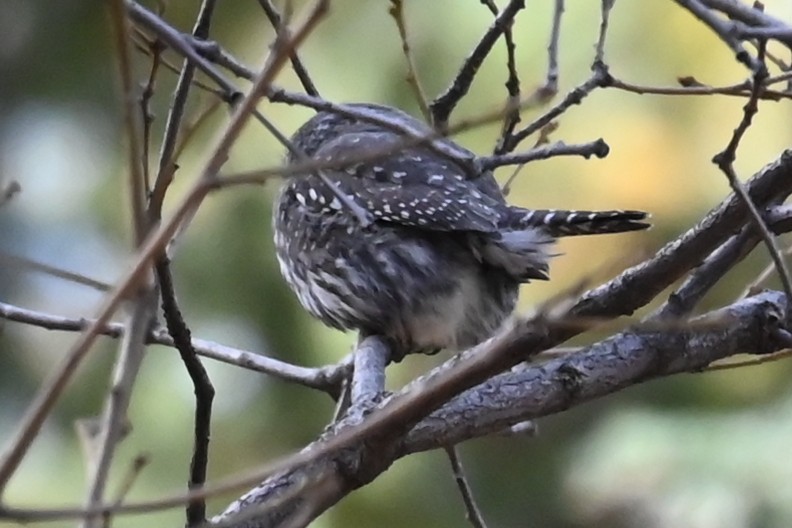 Northern Pygmy-Owl (Rocky Mts.) - ML644470928