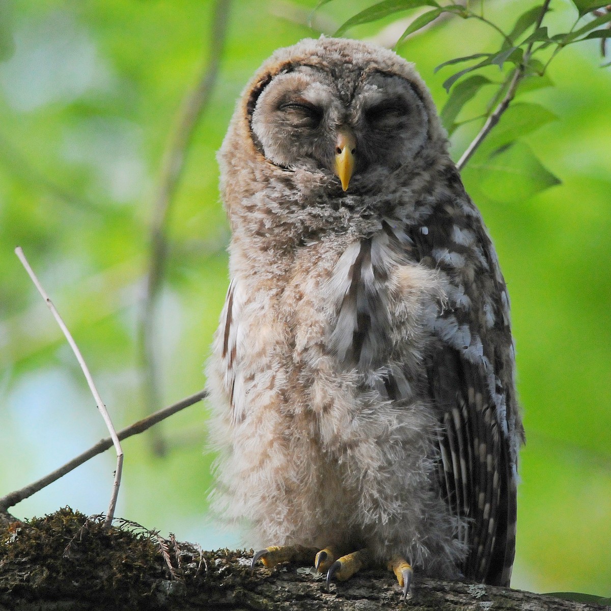 Chouette rayée - ML644470929