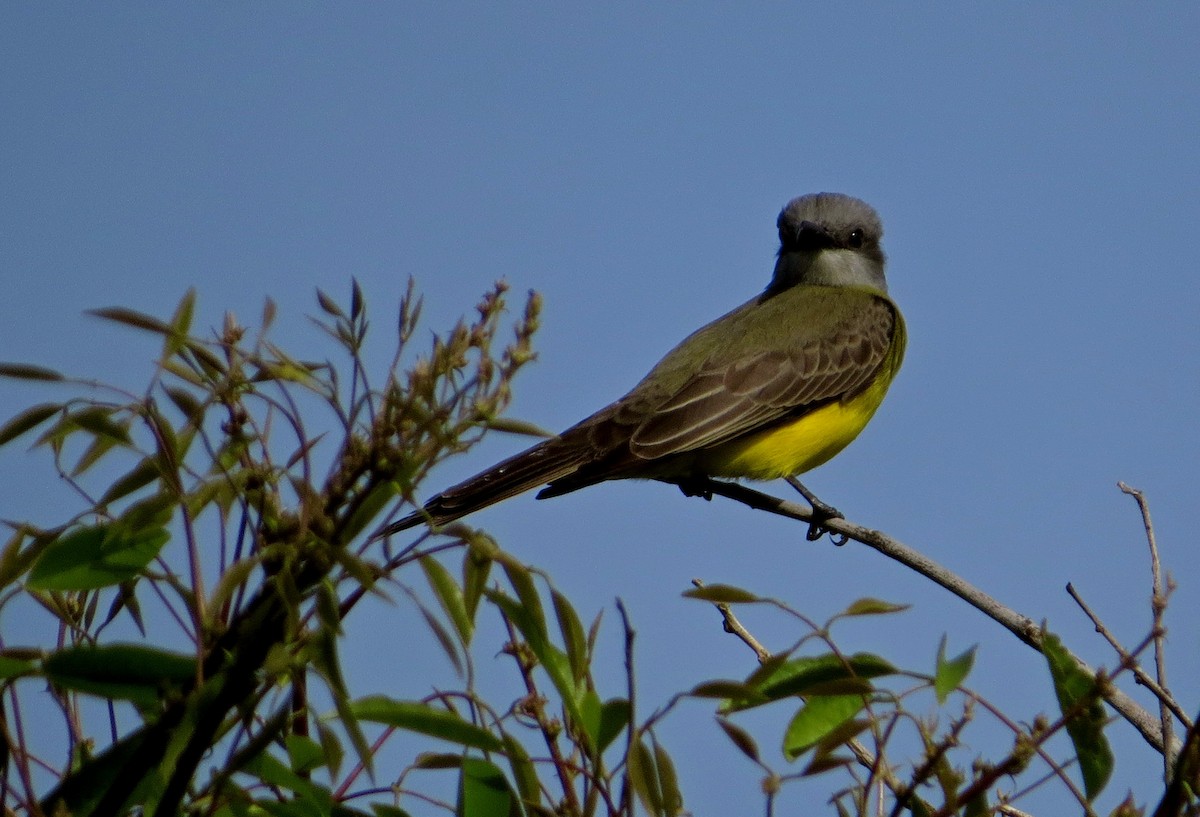Tropical Kingbird - ML644470940