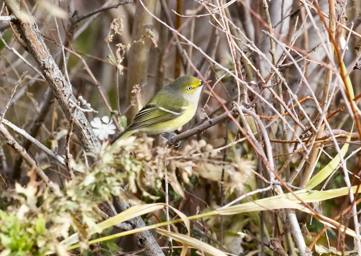 White-eyed Vireo - ML644470943