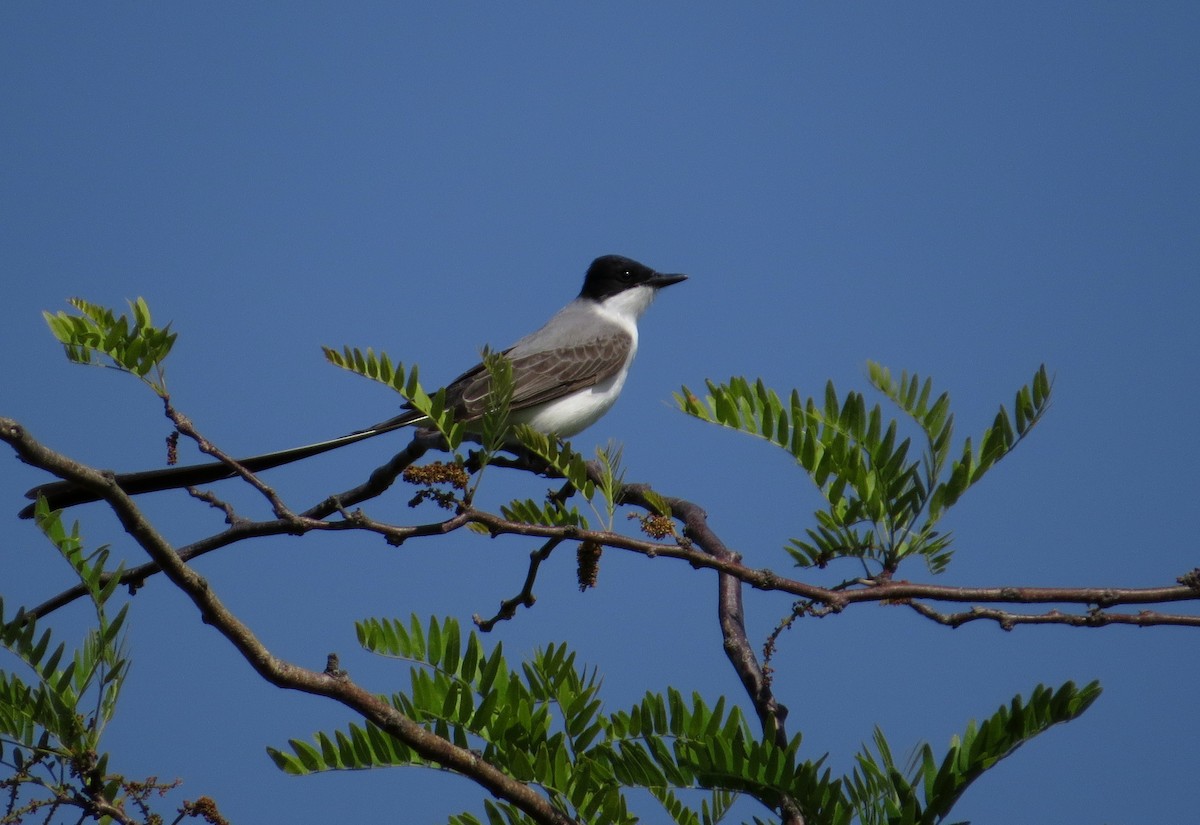 Fork-tailed Flycatcher - ML644470944