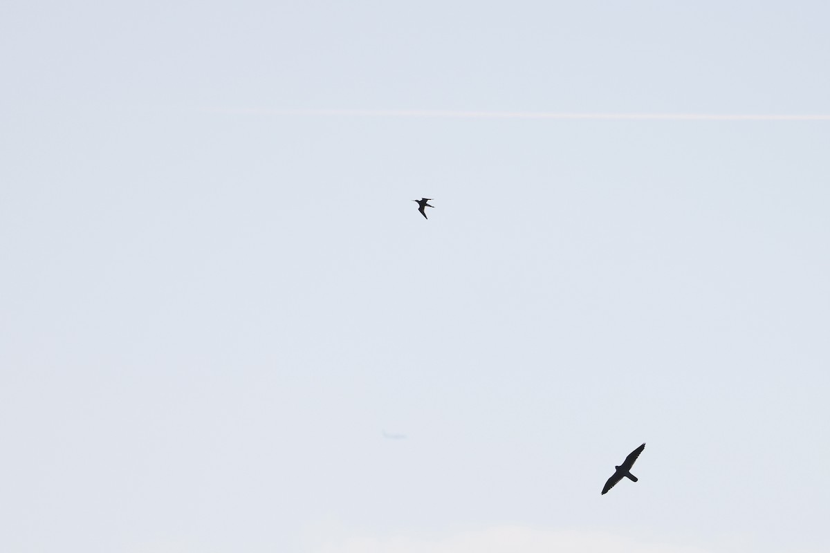 Grand Chevalier - ML644470951