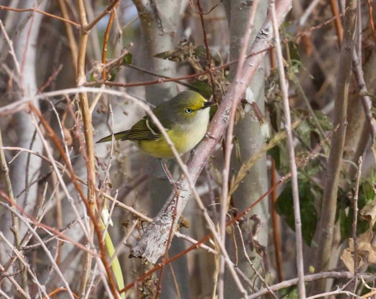 White-eyed Vireo - ML644470961