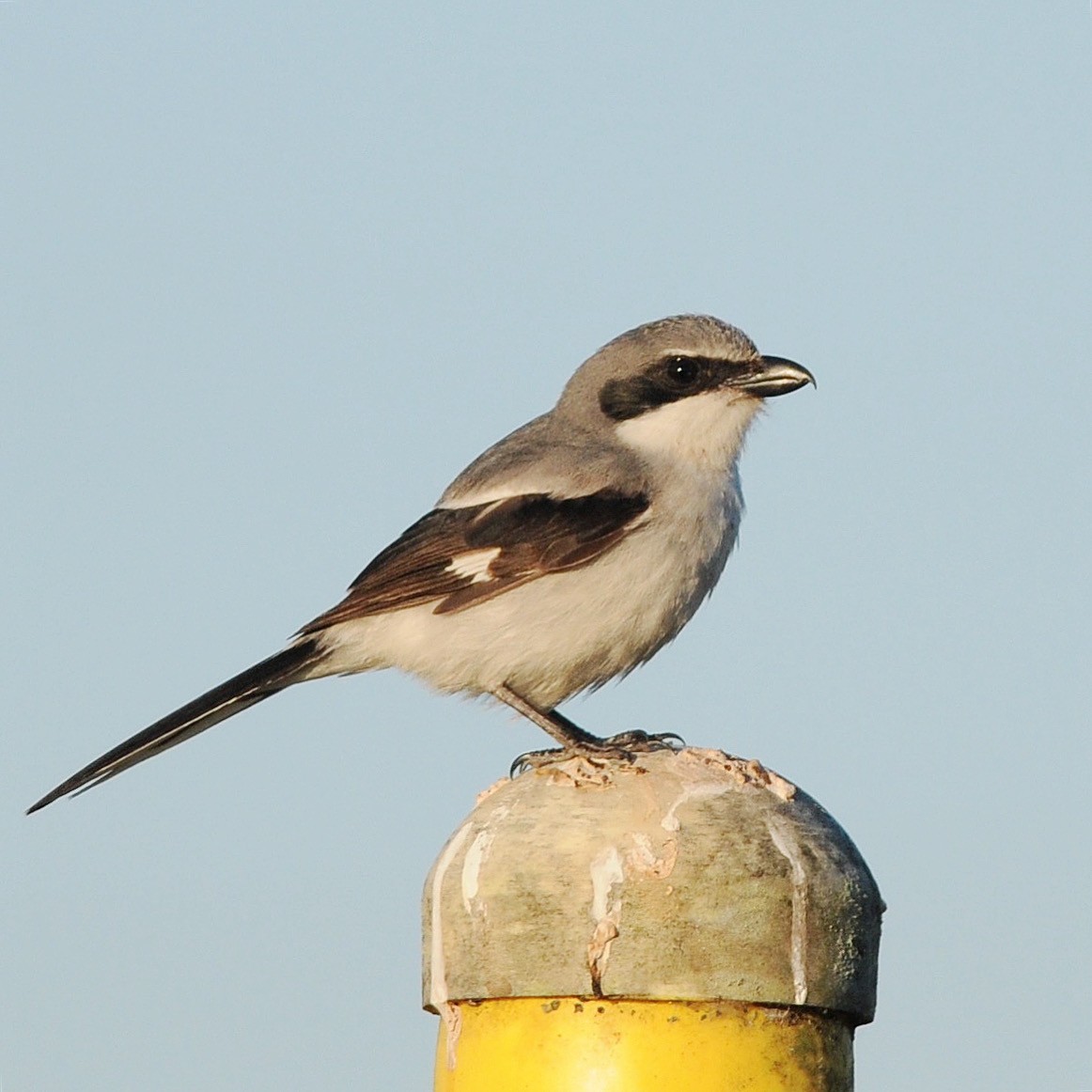 Pie-grièche migratrice - ML644470962