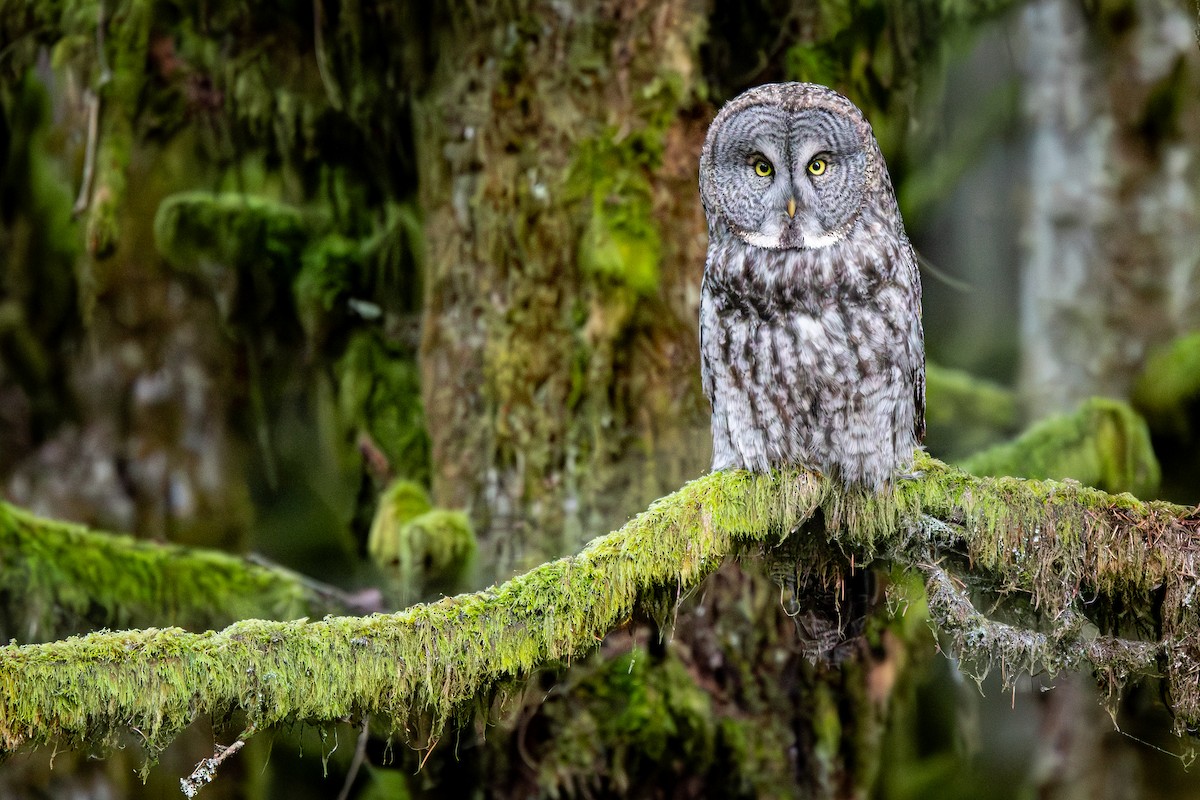 Great Gray Owl - ML644470964