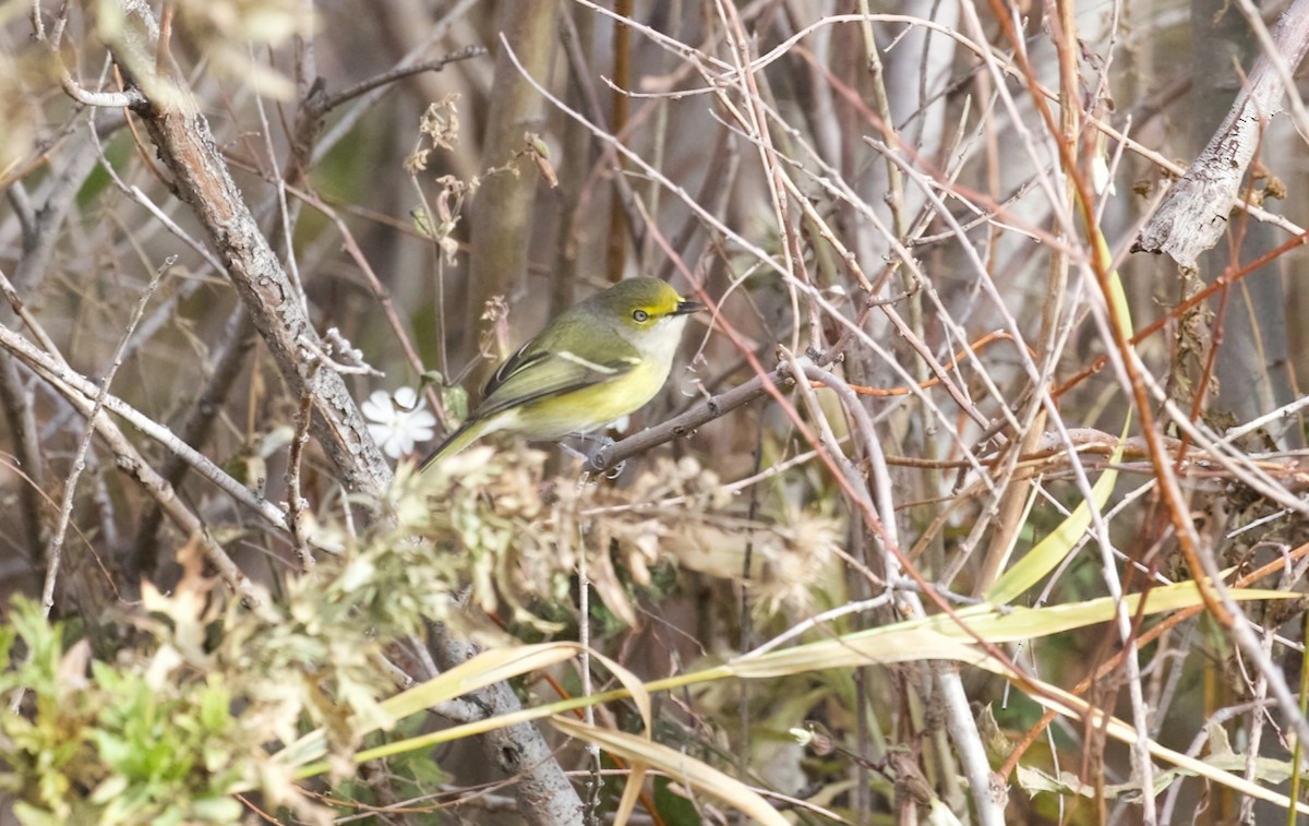 White-eyed Vireo - ML644470965