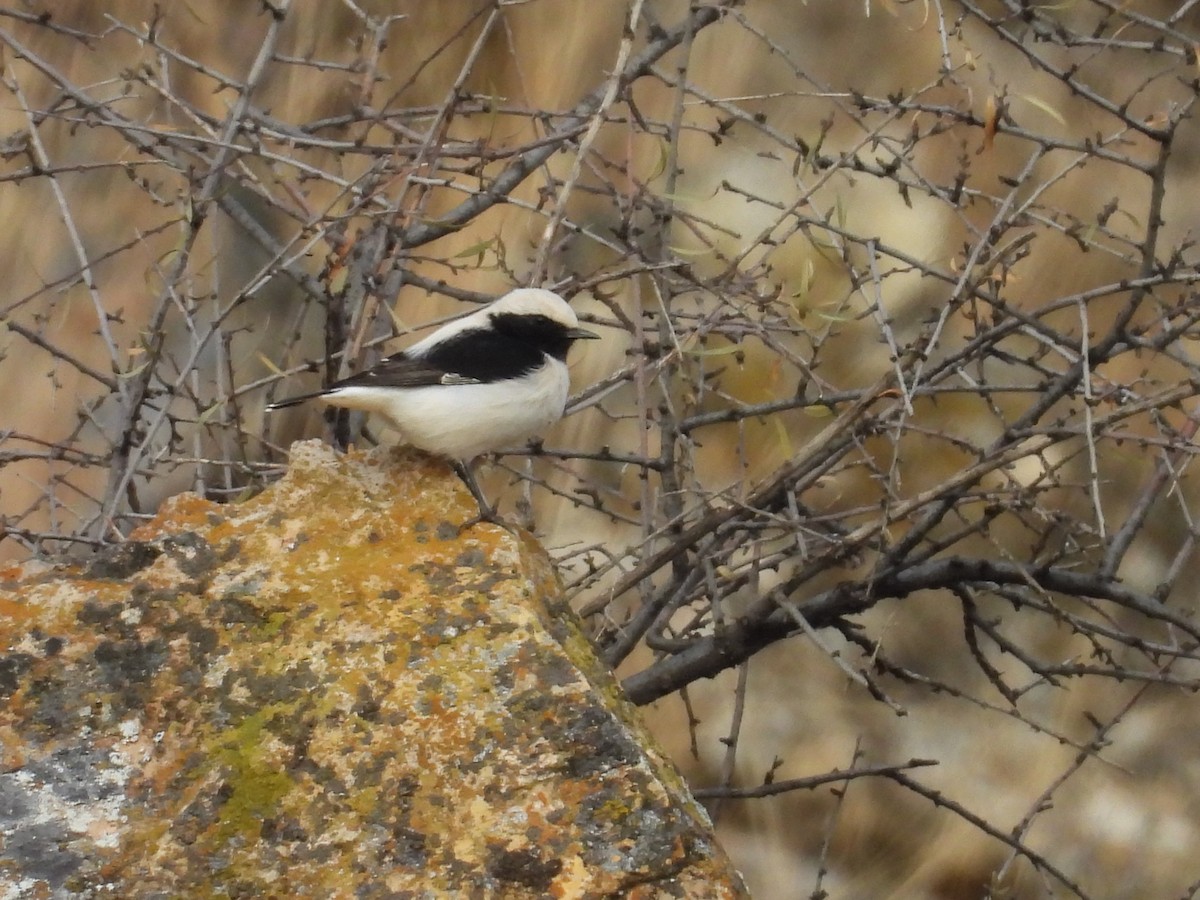 Finsch's Wheatear - ML644470974