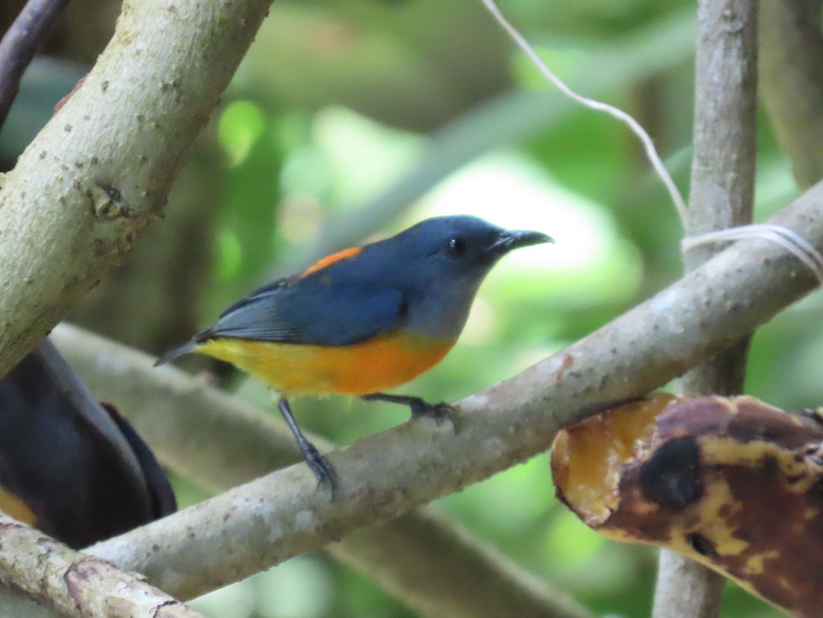 Orange-bellied Flowerpecker - ML644470975