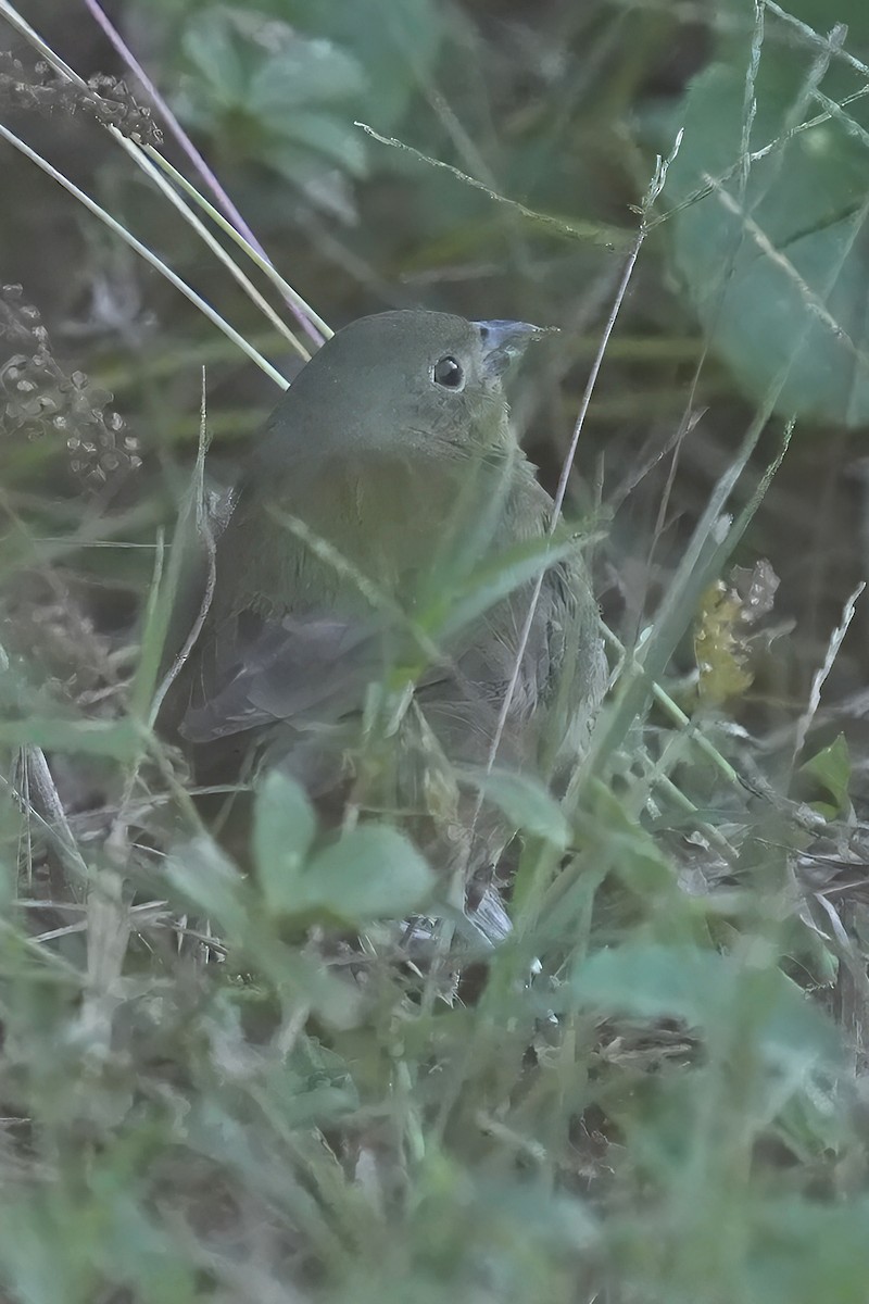 Painted Bunting - ML644470980