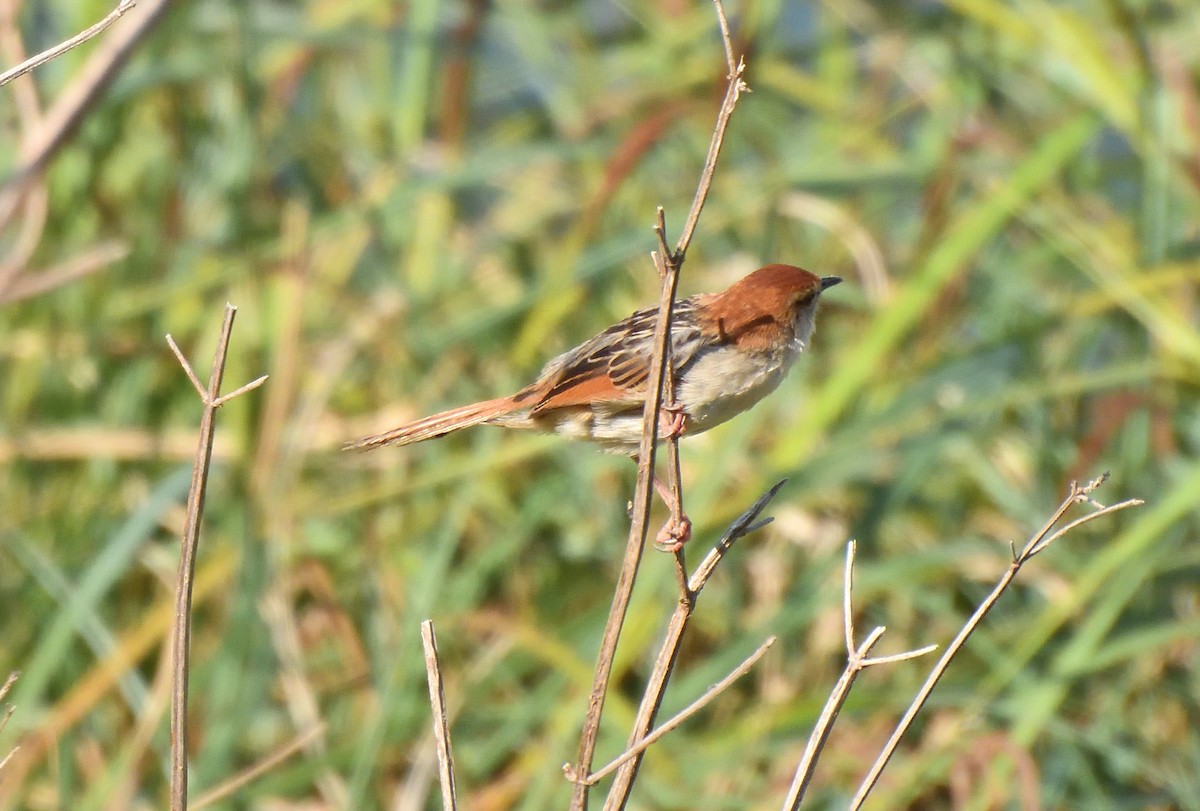 Levaillant's Cisticola - ML644470987