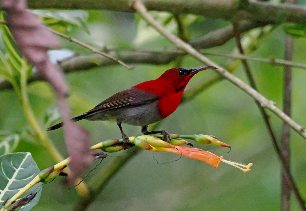 Crimson Sunbird - ML644470988