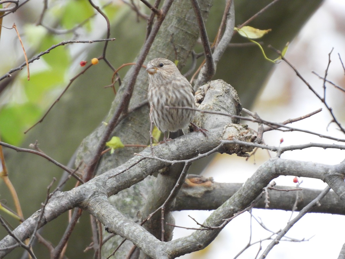 House Finch - ML644470989