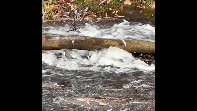 Серая оляпка - ML644471001