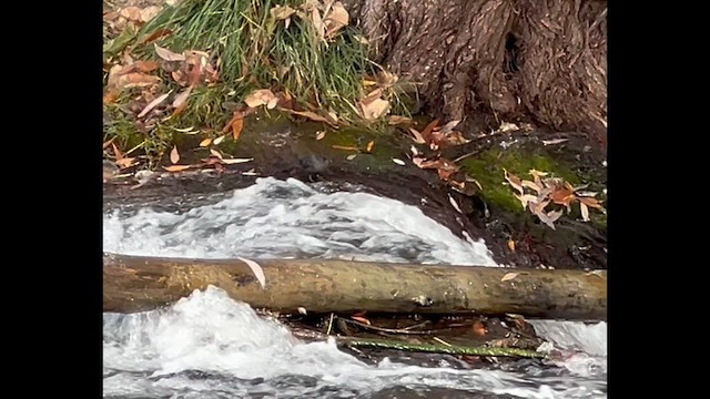 Серая оляпка - ML644471006