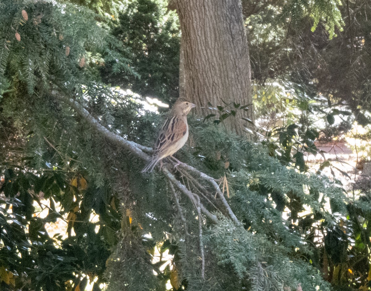 Dickcissel - ML644471010