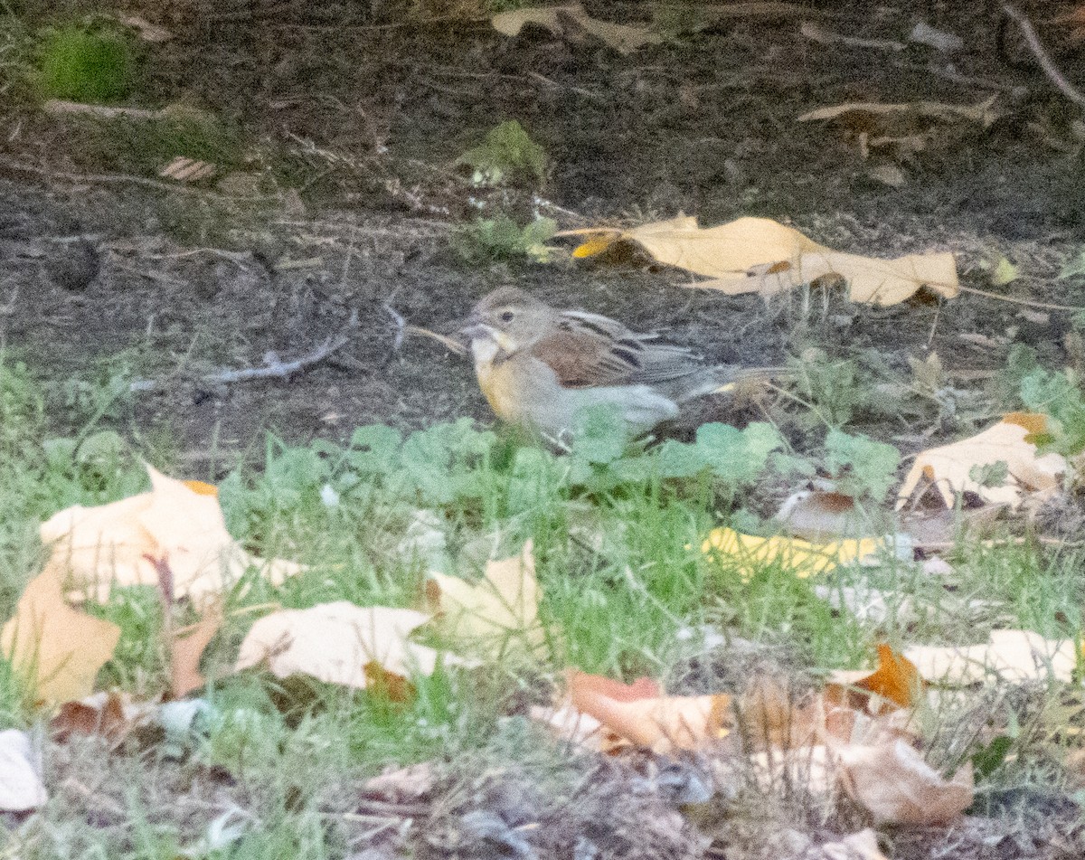 Dickcissel - ML644471011
