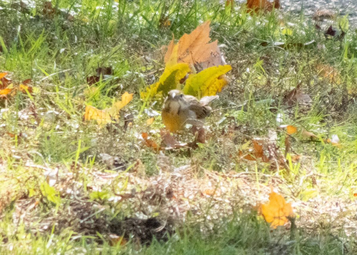 Dickcissel - ML644471012