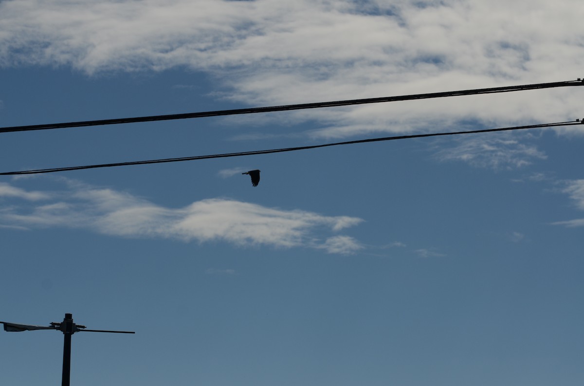 Milan des marais - ML644471016