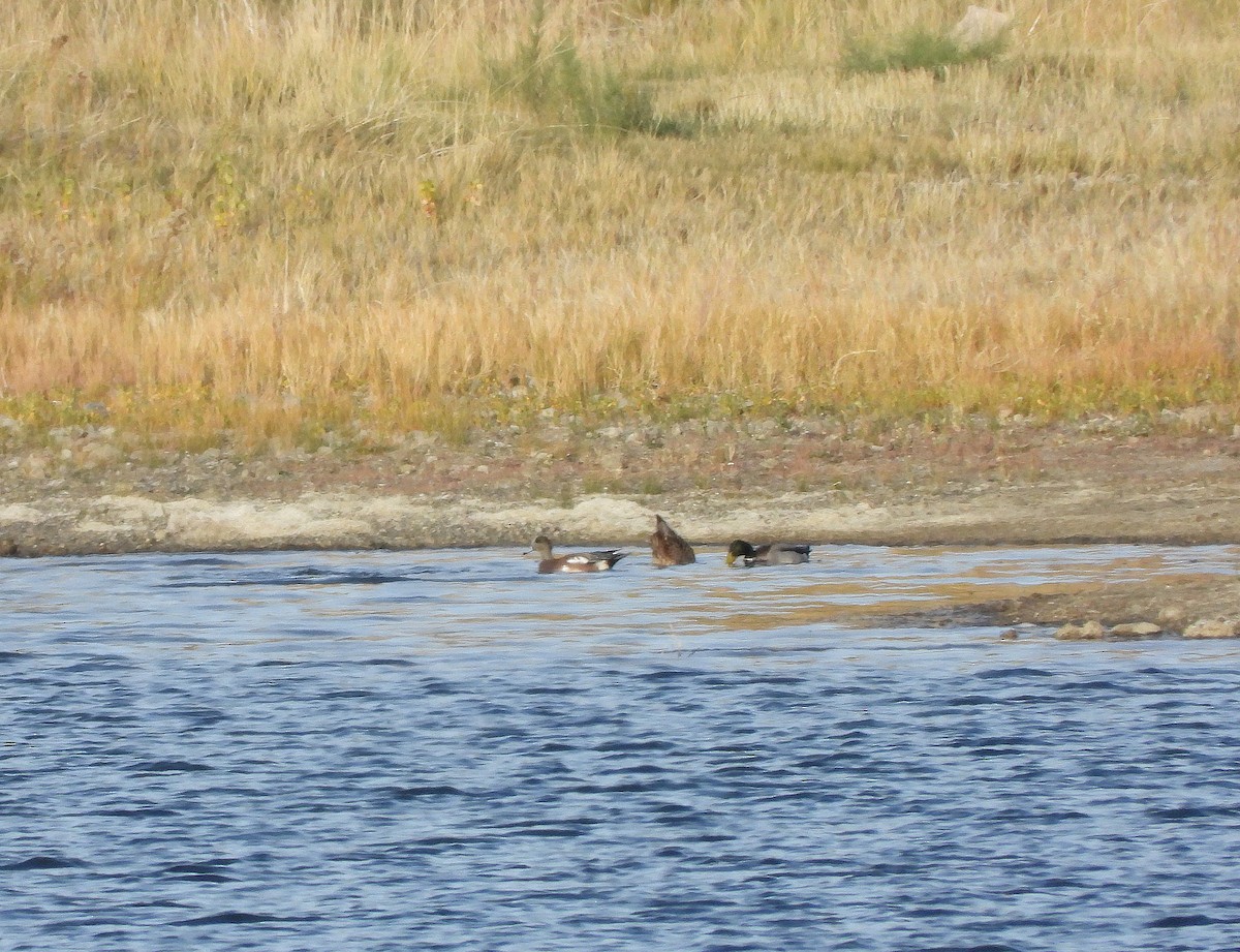 American Wigeon - ML644471021