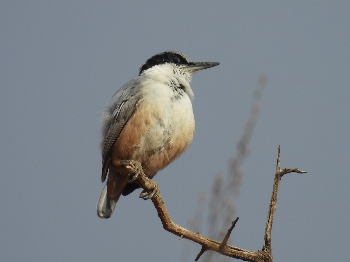 Büyük Kaya Sıvacısı - ML644471024