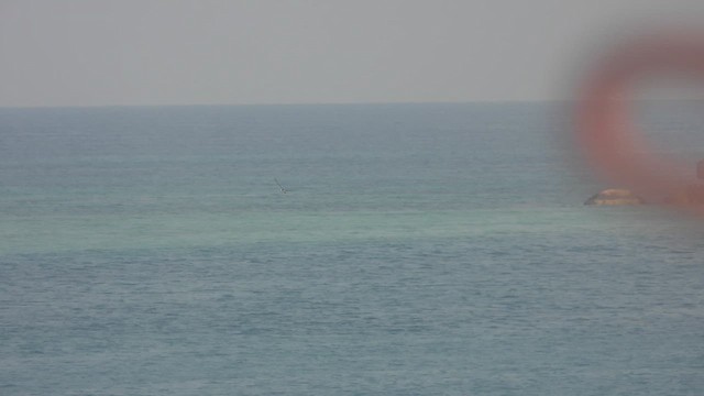 Brown Booby - ML644471025