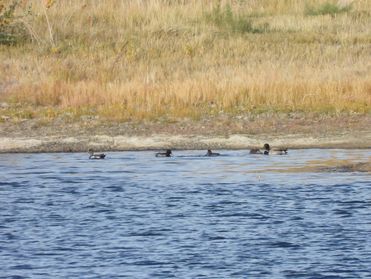 Ring-necked Duck - ML644471032