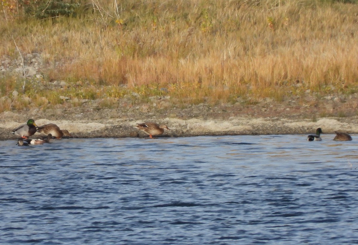 Mallard - ML644471034