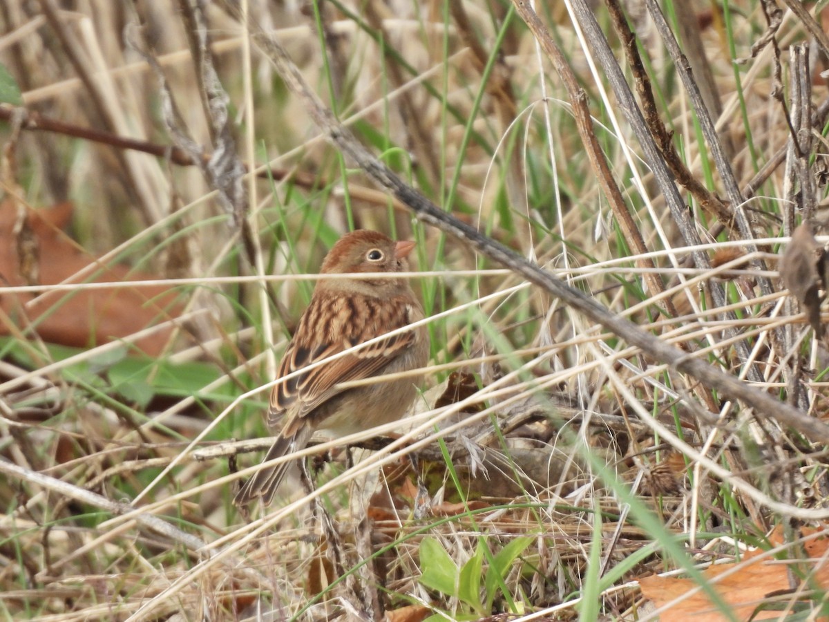 Field Sparrow - ML644471038