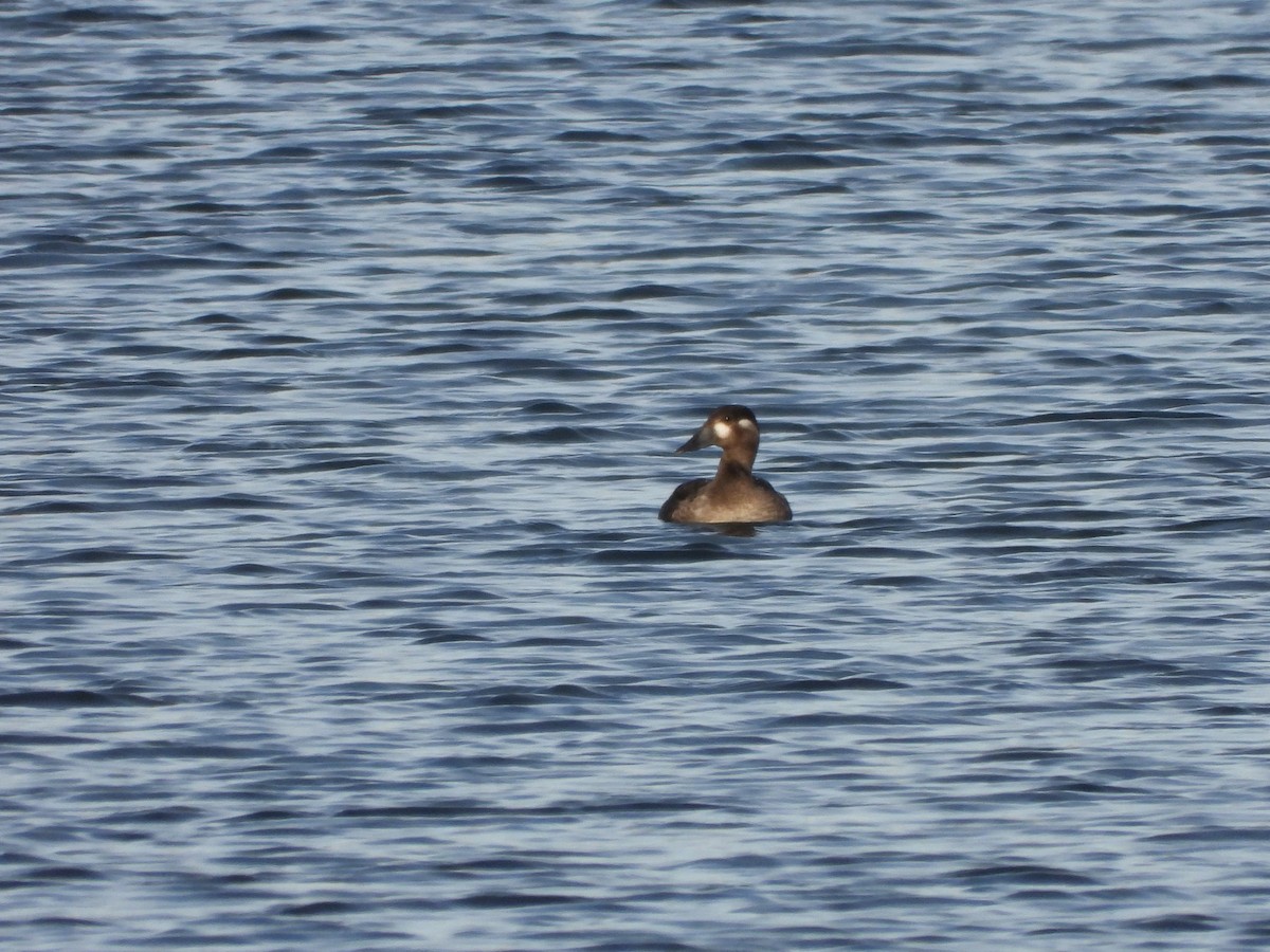 Surf Scoter - ML644471041