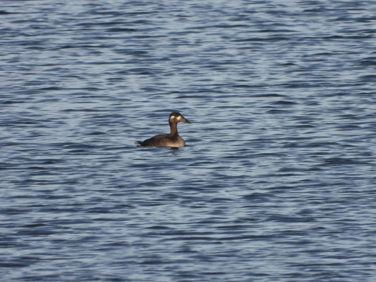 Surf Scoter - ML644471045