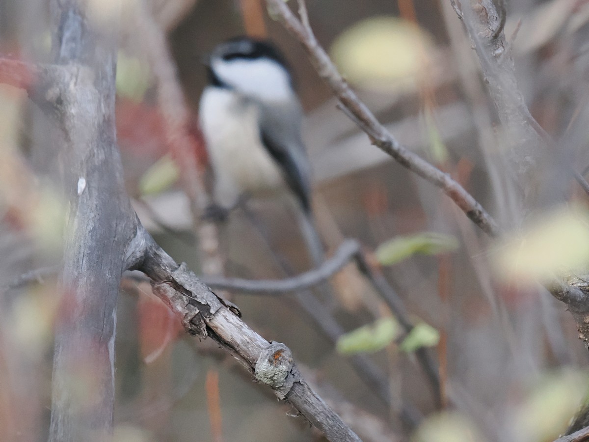 マミジロコガラ - ML644471046