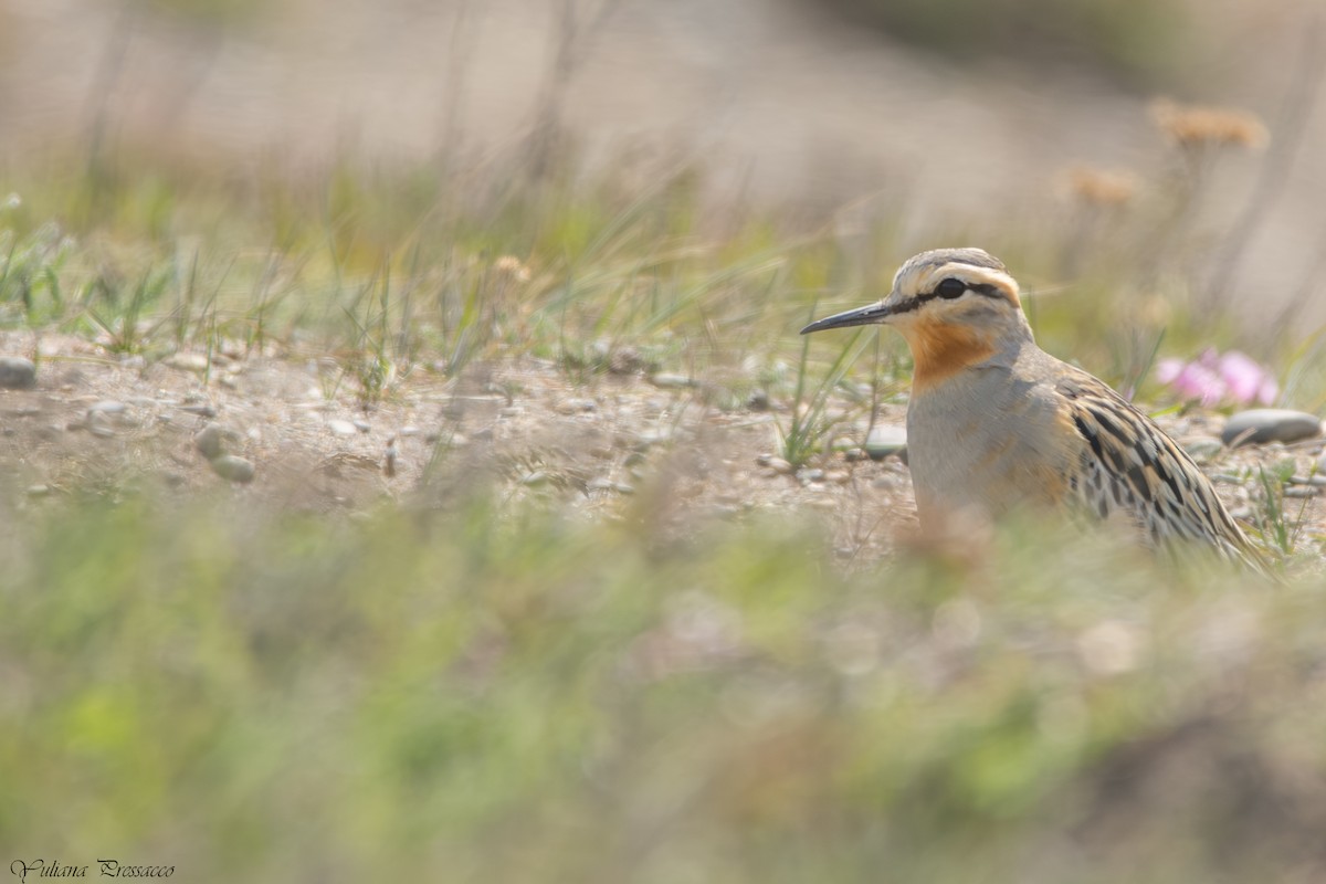 Tawny-throated Dotterel - ML644471047