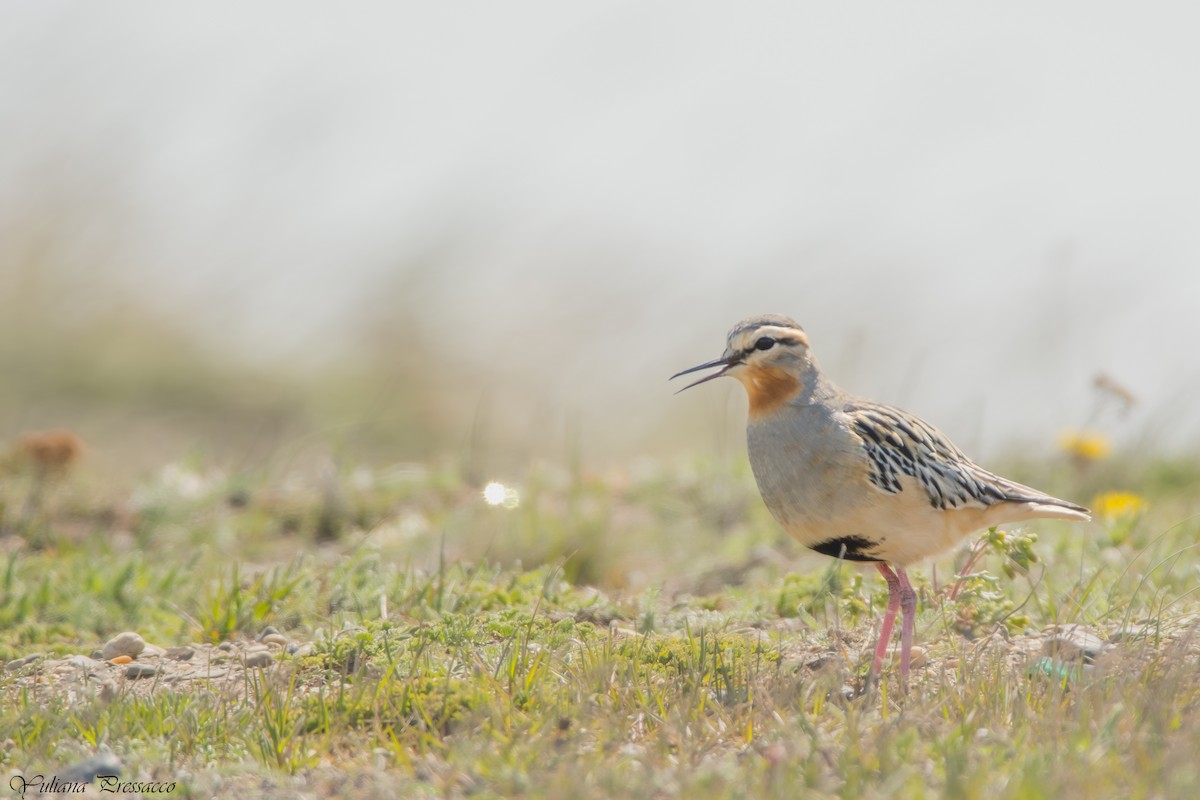 Tawny-throated Dotterel - ML644471048