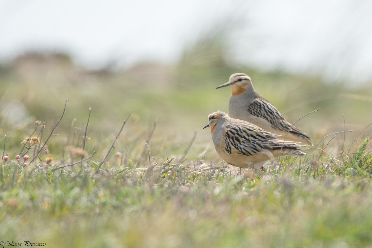 Tawny-throated Dotterel - ML644471049
