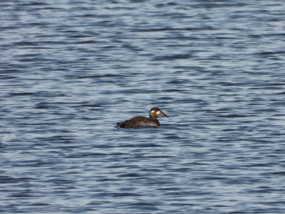 Surf Scoter - ML644471050