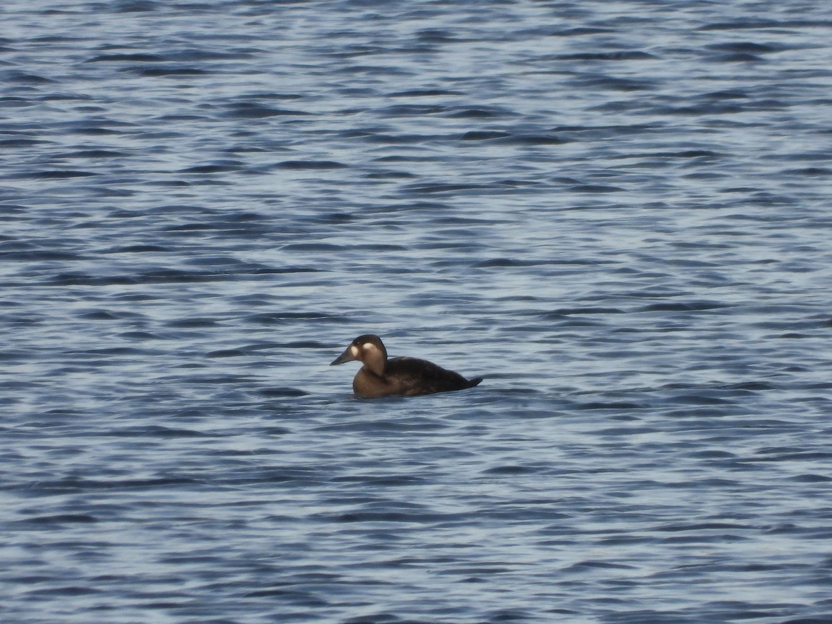 Surf Scoter - ML644471051