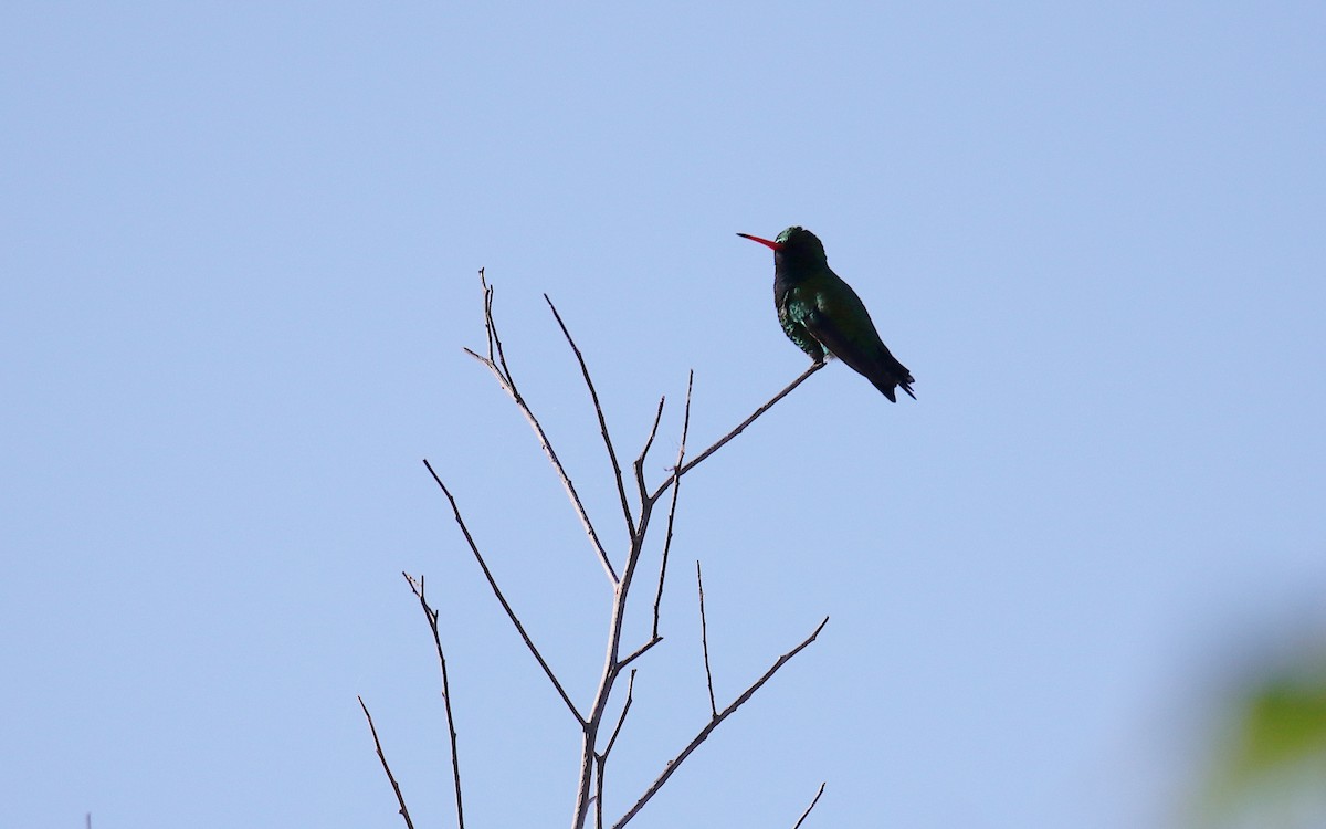 Glittering-bellied Emerald - ML644471052